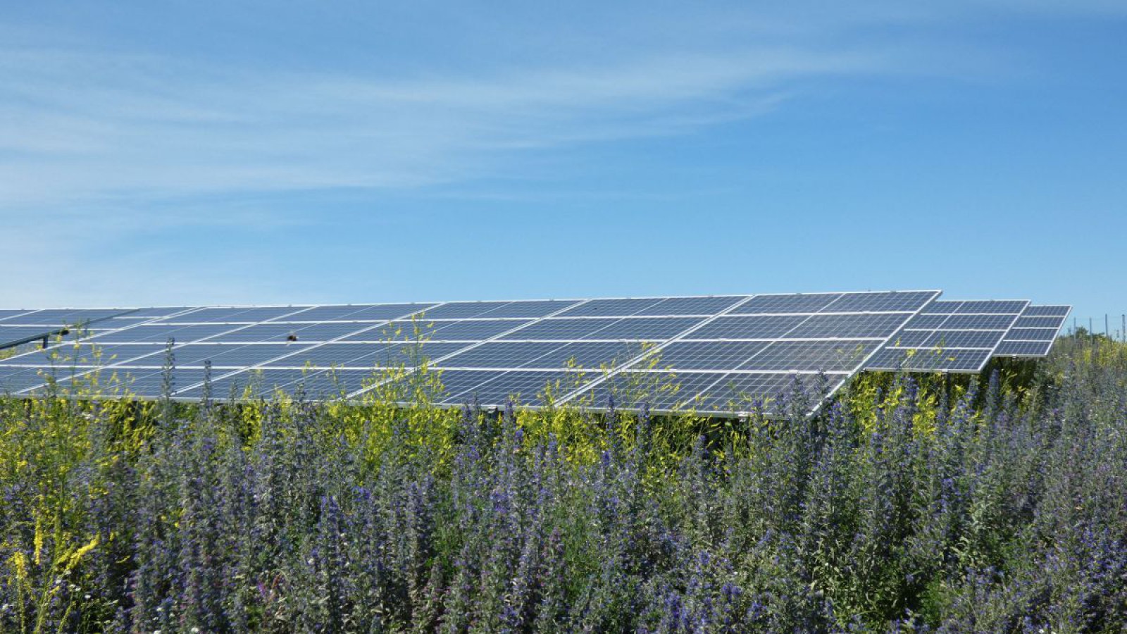 PV-Freiflächenanlage auf blühender Wiese