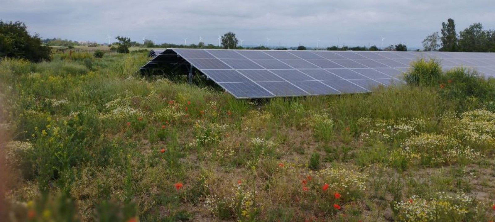 PV Module auf einer Wiese der Gemeinde Gänserndorf