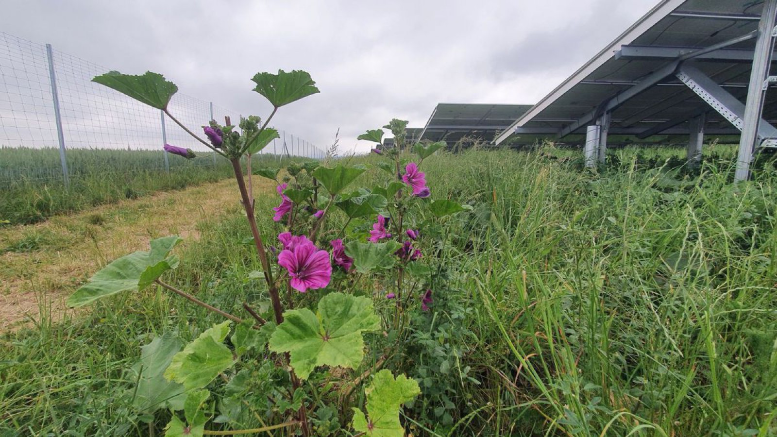 PV-Anlage in Wimmersdorf auf ehemals erosionsgefährdetem Ackerland