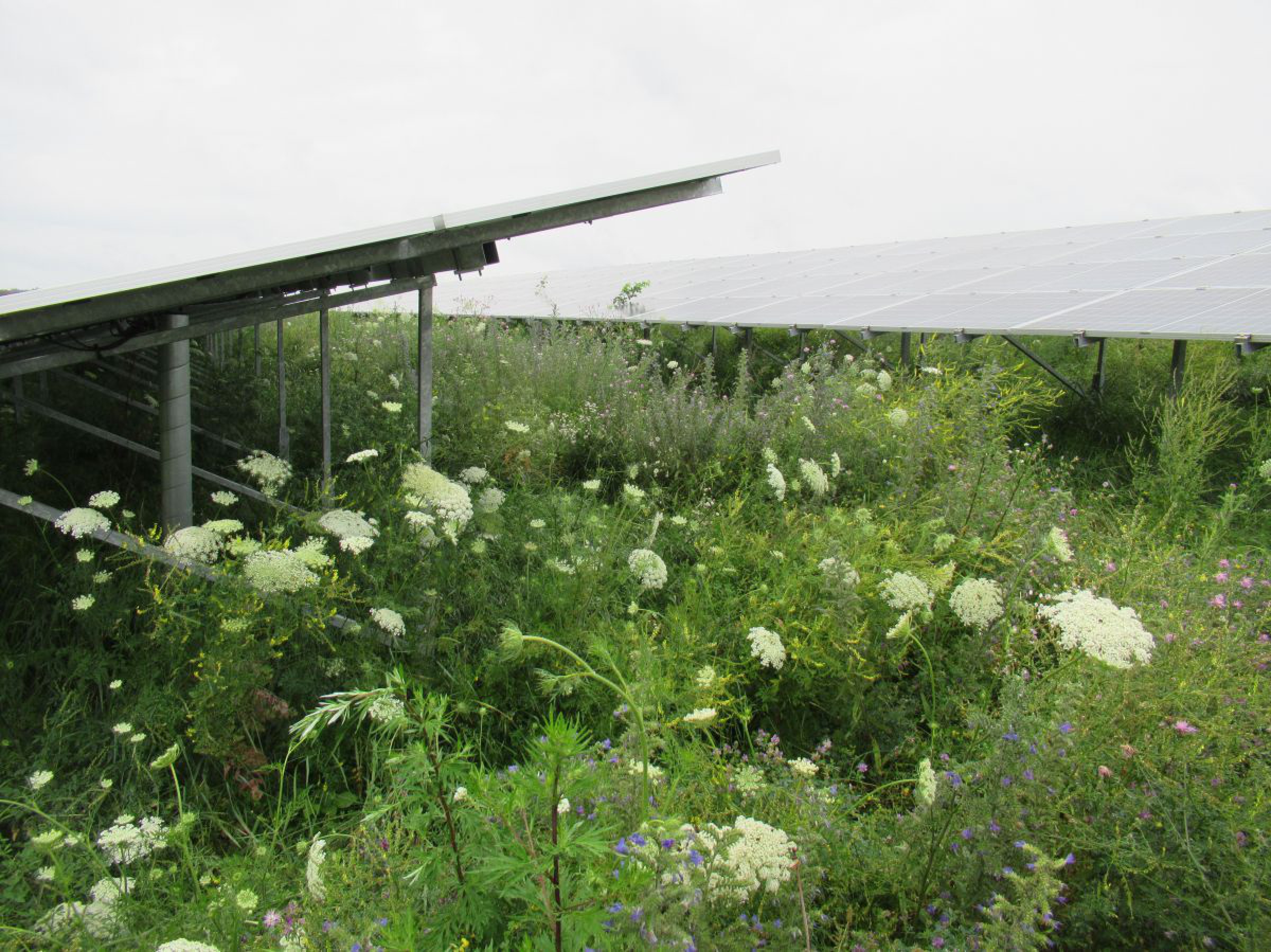 Wilde Möhre wächst unter und zwischen den PV-Modulen